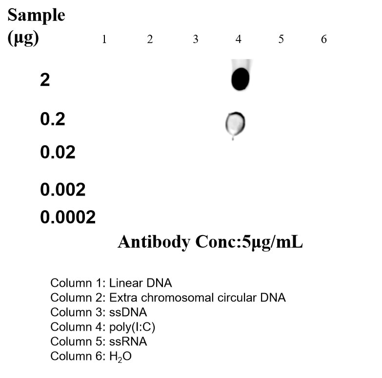 Dot Blot experiment using dsRNA Recombinant antibody (85780-2-RR)